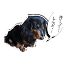 ダックスフンド 我が家の愛犬001（個別スタンプ：16）