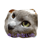 ねこ8（個別スタンプ：5）