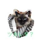 ねこ8（個別スタンプ：6）