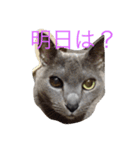 ねこ8（個別スタンプ：7）