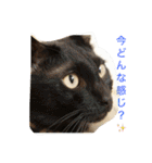 我が家の3猫（個別スタンプ：1）