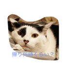 我が家の3猫（個別スタンプ：2）