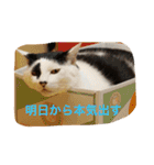 我が家の3猫（個別スタンプ：3）