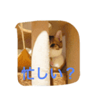 我が家の3猫（個別スタンプ：4）
