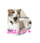 我が家の3猫（個別スタンプ：5）