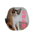 我が家の3猫（個別スタンプ：6）