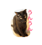 我が家の3猫（個別スタンプ：8）
