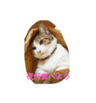 我が家の3猫（個別スタンプ：10）