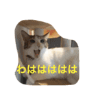我が家の3猫（個別スタンプ：12）
