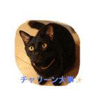 我が家の3猫（個別スタンプ：13）