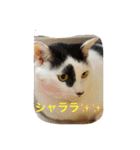 我が家の3猫（個別スタンプ：14）
