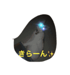 我が家の3猫（個別スタンプ：15）