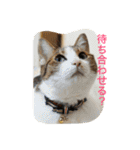 我が家の3猫（個別スタンプ：16）
