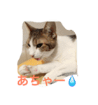 我が家の3猫（個別スタンプ：17）