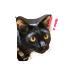 我が家の3猫（個別スタンプ：18）