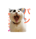 我が家の3猫（個別スタンプ：20）