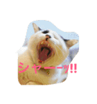 我が家の3猫（個別スタンプ：21）