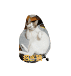 我が家の3猫（個別スタンプ：23）