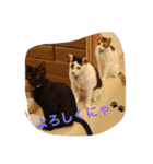 我が家の3猫（個別スタンプ：24）