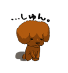 愛犬プードルの日常！（個別スタンプ：13）