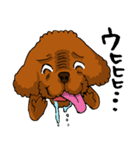 愛犬プードルの日常！（個別スタンプ：15）