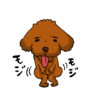 愛犬プードルの日常！（個別スタンプ：16）