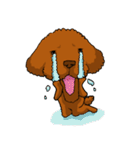 愛犬プードルの日常！（個別スタンプ：30）