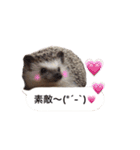吹き出しハリネズミの日常会話（個別スタンプ：1）