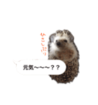 吹き出しハリネズミの日常会話（個別スタンプ：3）