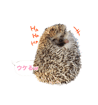 吹き出しハリネズミの日常会話（個別スタンプ：5）
