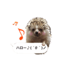 吹き出しハリネズミの日常会話（個別スタンプ：7）