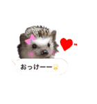 吹き出しハリネズミの日常会話（個別スタンプ：8）