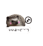 吹き出しハリネズミの日常会話（個別スタンプ：9）
