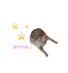 吹き出しハリネズミの日常会話（個別スタンプ：12）
