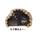 吹き出しハリネズミの日常会話（個別スタンプ：17）
