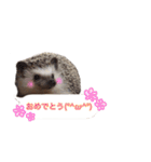 吹き出しハリネズミの日常会話（個別スタンプ：19）