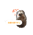 吹き出しハリネズミの日常会話（個別スタンプ：25）