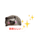 吹き出しハリネズミの日常会話（個別スタンプ：26）
