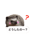 吹き出しハリネズミの日常会話（個別スタンプ：28）
