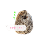 吹き出しハリネズミの日常会話（個別スタンプ：31）