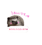 吹き出しハリネズミの日常会話（個別スタンプ：36）