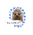 吹き出しハリネズミの日常会話（個別スタンプ：37）