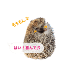 吹き出しハリネズミの日常会話（個別スタンプ：40）