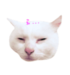 ーわさびー（個別スタンプ：7）