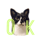 まめとあずという猫（個別スタンプ：1）