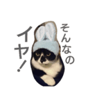まめとあずという猫（個別スタンプ：2）
