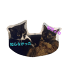 まめとあずという猫（個別スタンプ：4）
