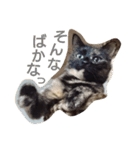 まめとあずという猫（個別スタンプ：11）