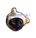 まめとあずという猫（個別スタンプ：16）