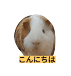 モル君の日常（個別スタンプ：1）